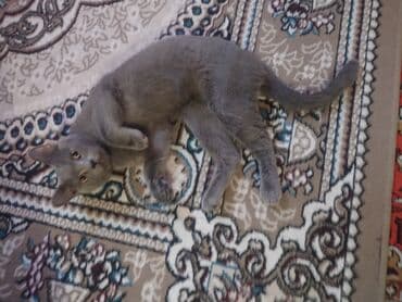 Boz rəngli ev pişiyi - Rəng: vahid kül/boz tük örtüyü, qısa və hamar — 4