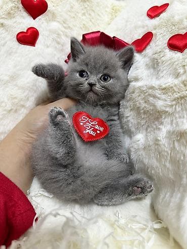 tap az at: Britan — 8