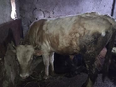 inek yemleri: Salam olsun hər kəsə dana sort dana dı tövlə şəraitində saxlanılıb yem — 3