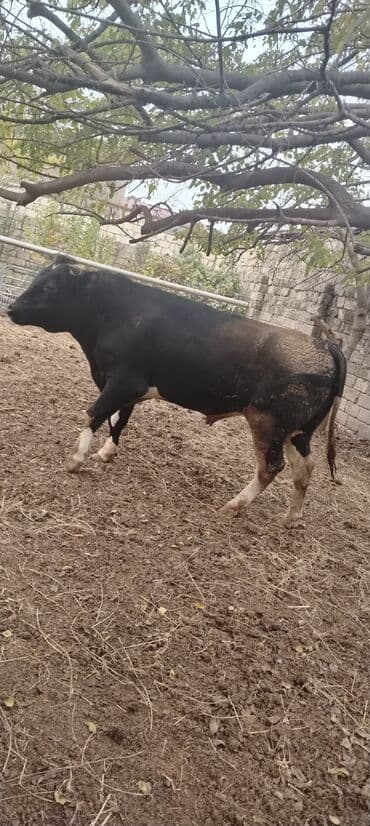 ərkəy dana: Məhsul: Qara rəngdə, qısahornlu erkək mal (öküz/buğa) Xüsusiyyətlər — 7