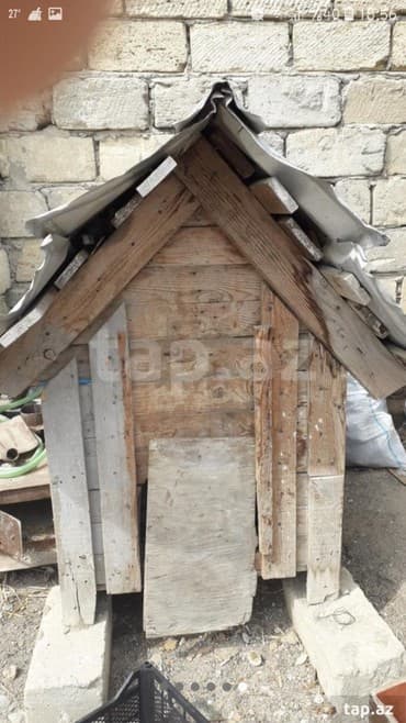 pisik yuvaları: It yuvasida olar toyuq cucede saxlamaq olar qiymetde raziligda olar — 1