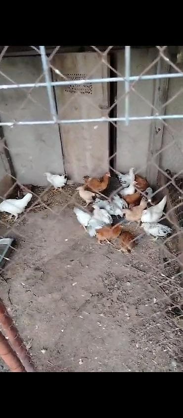 göy yumurta: Toyuq, Yumurtalıq — 5