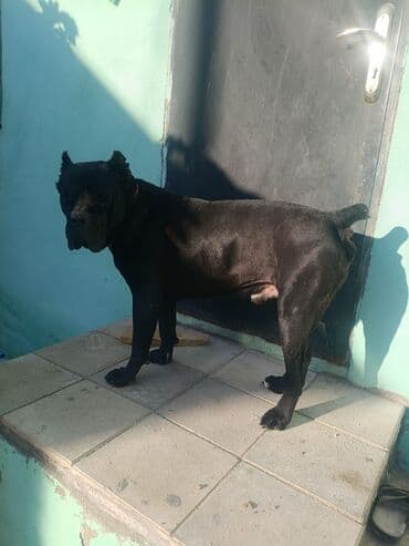 ərkəy dana: Kane-Korso, Erkek, Ünvandan götürmə — 4