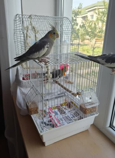 ayliq 10 azn internet: 1quş+1qəfəs+ yem qabı + su qabı = 50azn - Xüsusiyyətlər: sosial, səsi — 1