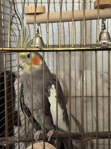 dekarativ quşlar: Nimfa (Cockatiel) və qəfəs dəsti Tam sağlan quşdu həmişə vitaminli — 4