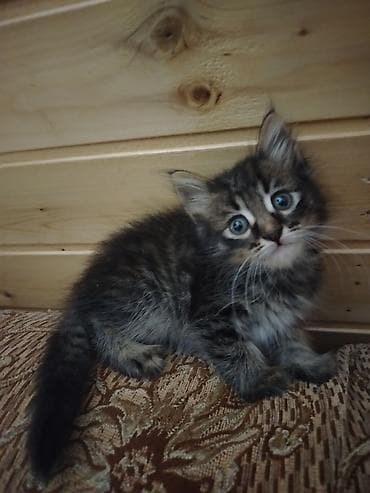 Türk anqora, Pulsuz çatdırılma