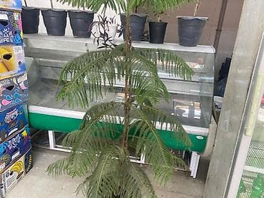 Tam İşlək Vəziyyətdə