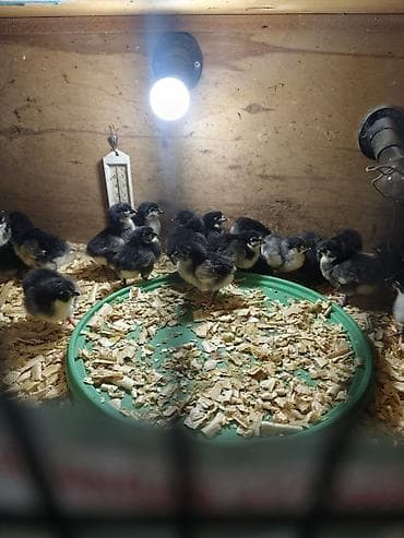 Digər kənd təsərrüfatı heyvanları: Toyuq cücələri, Ətlik — 2