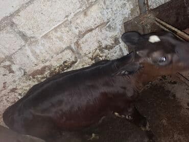 qaradolaq qoyun satilir: Dana, buzov, Dişi, ay: 1, 80 kq, Damazlıq, Ödənişli çatdırılma — 1