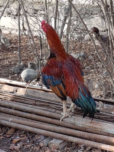 kanada sortu hinduska: Xoruz, Heyratı, il: 2, Ödənişli çatdırılma — 2