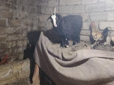 Pişiklər: Salam təcili satilir yemdi otdu hansi yaxsi yeyir — 2