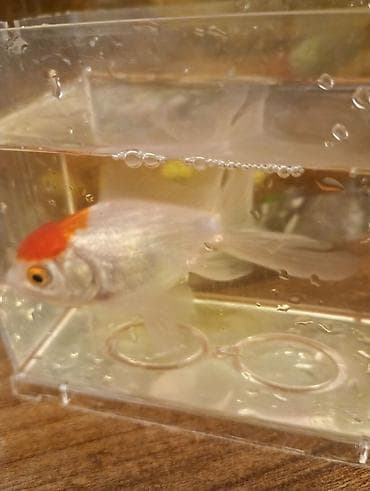 akvarium 120 cm: Oranda, Sülhsevər — 2