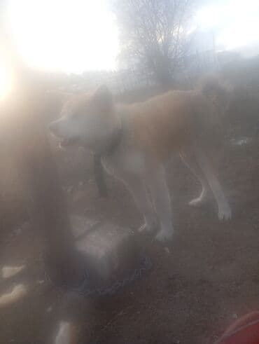 akita it: Akita Yapon iti. maraqlanmağ istəyənlərin nəzərinə çatdırım ki Haci — 5