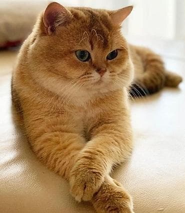 Qızıl şinşilla, Erkək, Cütləşmə üçün lalafo.az -da Qızıl şinşilla, Erkək, Cütləşmə üçün