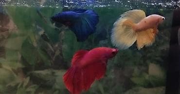 Betta (Petuşok balığı), Sülhsevər