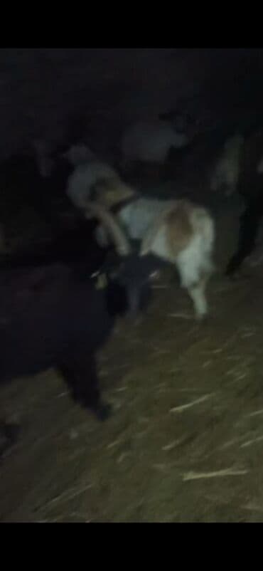 Akvariumlar: Qoyun-keçi sürüsü satılır - Növ: Keçi (erkək və dişi fərdlər görünür) — 1