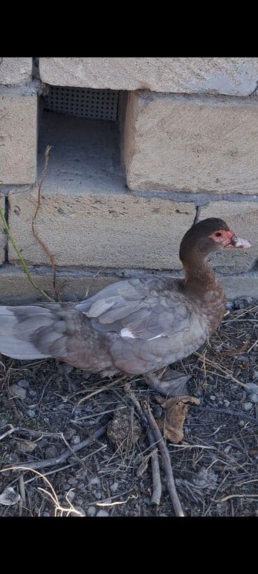 qaz balası satilir: Dişi, | Macar, Ətlik, Pulsuz çatdırılma — 5