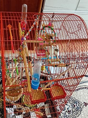 su samuru: Böyük ölçülü narıncı metal quş qəfəsi – aksesuarlarla dolu hazır dəst — 5