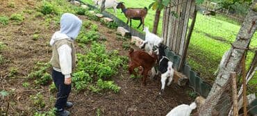 İtlər: Dişi, il: 2, Südlük — 2