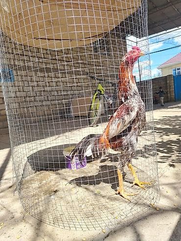 qızıl balıq akvarium: Saglam və yaxşı doyşür ✊ — 4