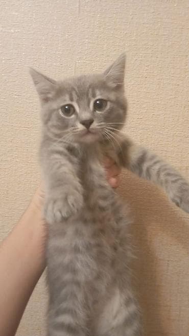 pişik cütleşdirmek: Şotland yastı qulaq — 5