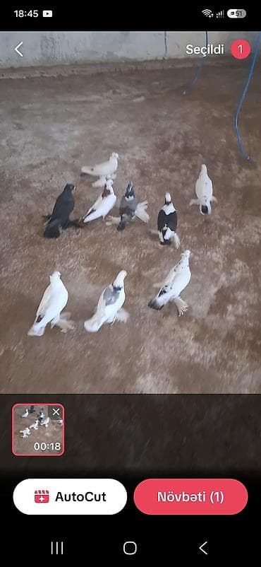 danişan quş: Cins göyərçinlər dəsti - Növlər: ayaqları tüklü, uzun quyruqlu — 1