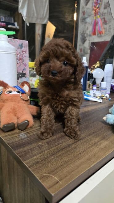 pitbull balası: Pudel, 2 ay, Dişi, Ödənişli çatdırılma, Rayonlara çatdırılma — 1