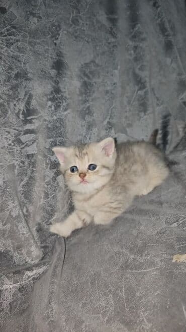 pişiy cinsləri: Ağ balaca pişik balası – mavi gözlü, tükləri yumşaq və sıx. Üzündə və — 7