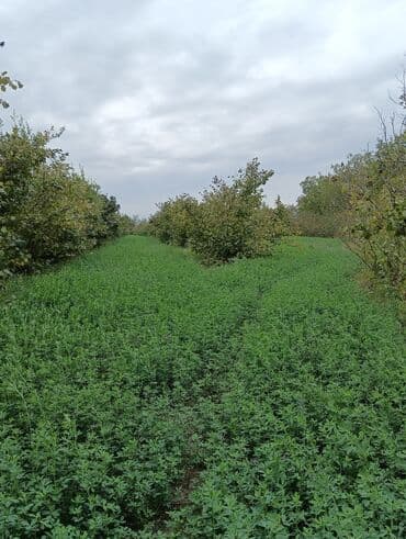 findiq ləpəsi: Məhsul: Fındıq bağı və gilas bağı Təsvir: 1.20 Ha ərazidə 12illik — 6