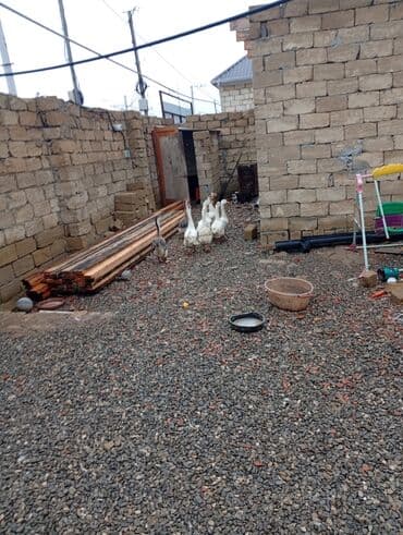 домики для кошек баку: Sağlam kök qazlardı — 3