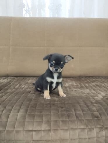 ov itlerinin satisi: Çixuahua, 2 ay, Erkek, Peyvəndli — 9