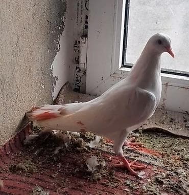 irşad electronics tovuz: Keven balalar 1 i 5 manat — 4