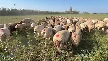 gəncə toyuq satan: Dişi, il: 1, Damazlıq, Pulsuz çatdırılma — 2