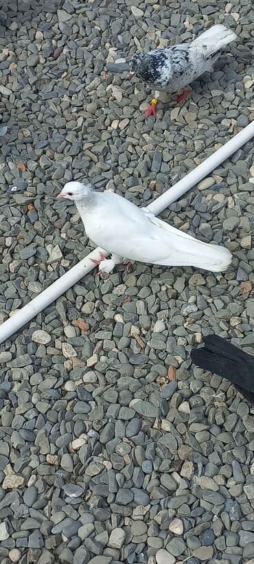 göyercin yuvası: Məhsul: Qüvvətli uçuş və baxımlı görünüşə malik ev göyərçinləri — 9