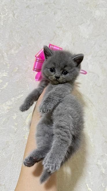 pişik qara: Britan — 1