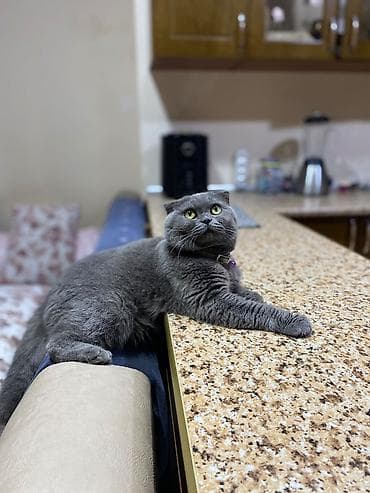 balaca cucə: Salam,5baladir,atasi sotland(sallaq qulaq)anasi britan(dik qulaq) — 9