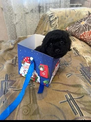 gence it satisi: Pudel, 2 ay, Dişi, Ünvandan götürmə — 2