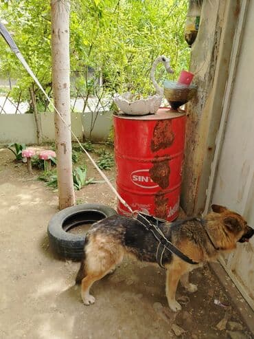 chappi it yemi: İt üçün xalta 2 gün işlədilib — 4