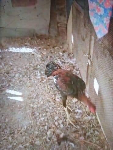 cucə və xoruz təmsil: Məhsul: Uzunboyun döyüş tipi xoruz (fotoşəkillərdəki) Təsvir: - — 6