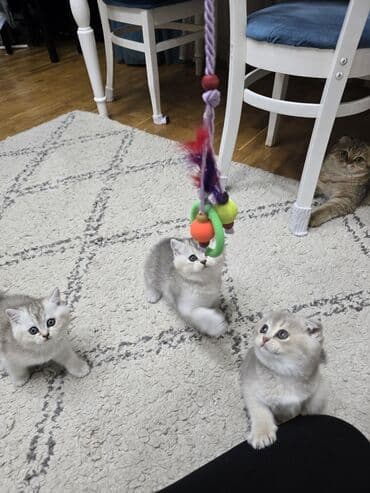 Şotland, Ünvandan götürmə — 3