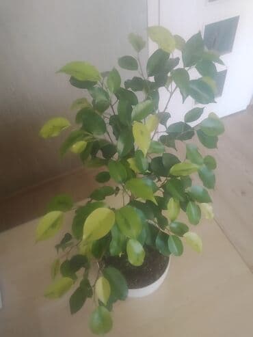 продам фикус бенджамина: Ficus "Benjamin" — 3