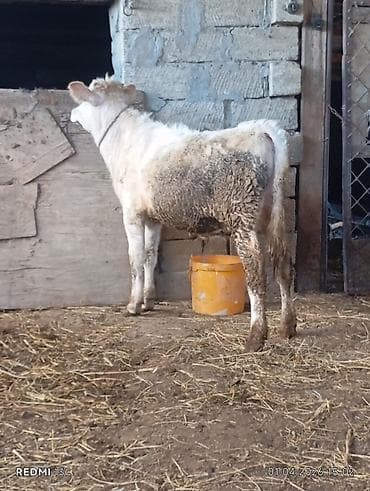 mal heyvan: Satılıq erkək buzovlar - Növ: yerli ətlik tipli buzovlar (2 ədəd) - — 2