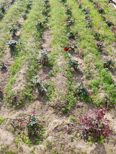 gül toxumları satışı: Şitillər — 3