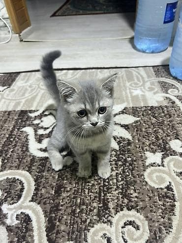 pisiy: Şotland, Dişi, Ünvandan götürmə — 4