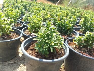 Digər bitkilər: Şimşad bitkisi bağlar, parklar və landşaft dizaynında geniş istifadə — 7