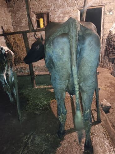 Sağlam inekdir yanvar ayına 3cü qarnı doğacaq lalafo.az -da Sağlam inekdir yanvar ayına 3cü qarnı doğacaq