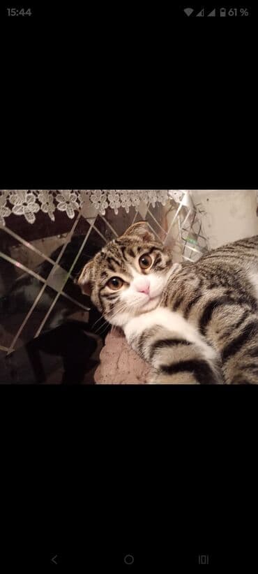 Şotland yastı qulaq, Erkək, Yaxşı əllərə, Ünvandan götürmə