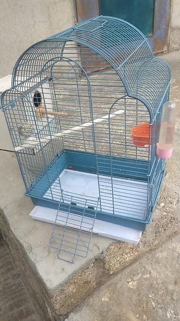 Qəfəs satilir jako Ajerolla Karella tutuquşu qefesj i iri qefesdi ustu