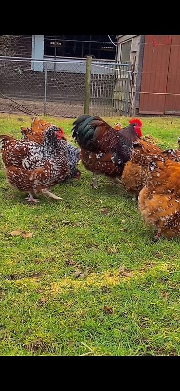 dovşan haqqında məlumat: Toyuq, Damazlıq — 9