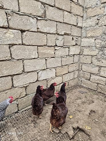 Кошки: Курица, Для яиц — 8